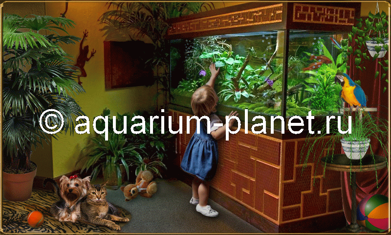 Обслуживание аквариума